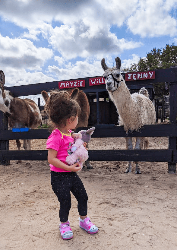 Melissa's daughter looking at an alpaca in the horse rescue center
