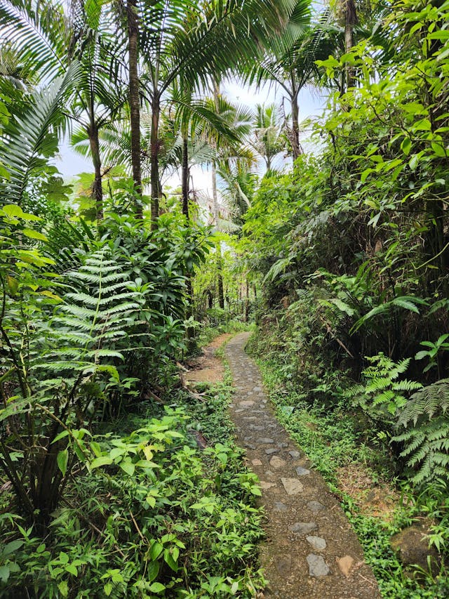 El Yunque Rainforest