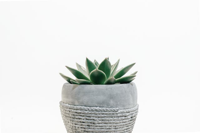 Succulent plant