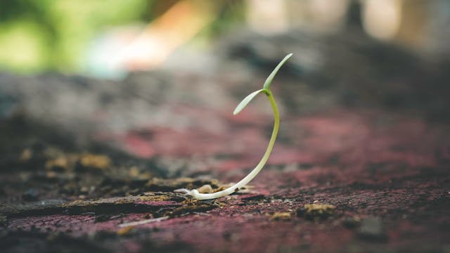 Plant growing